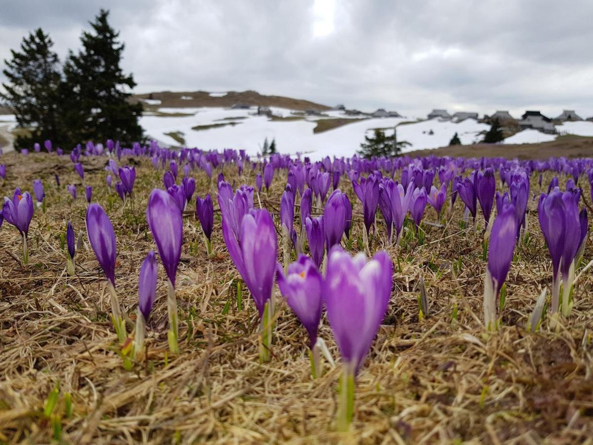 Chalet Gorenjka - Velika Planina Stahovica Exteriér fotografie